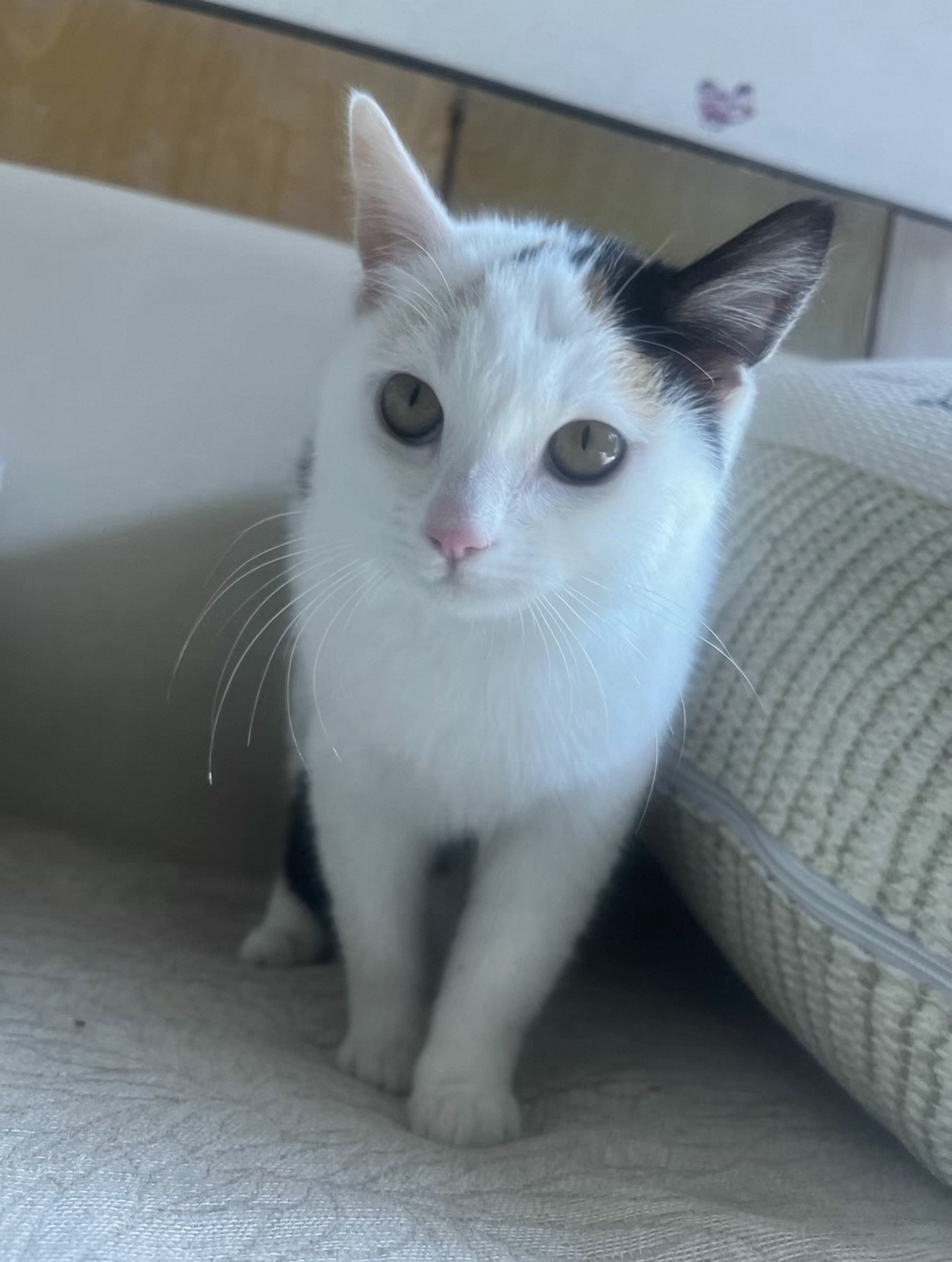 英短三花妹妹,包子脸,疫苗三针全部打完,性格好粘人,活泼健康